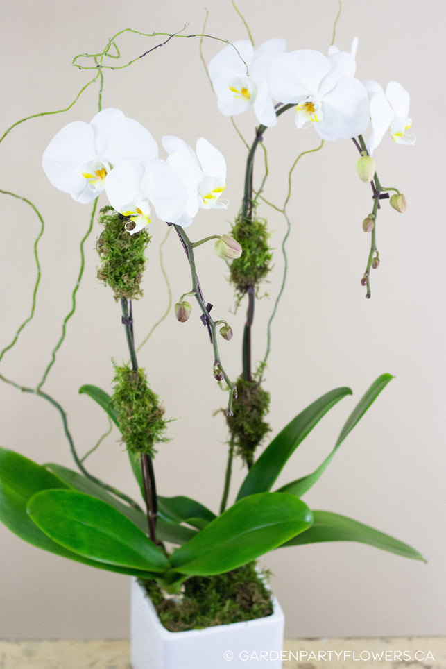 Classic White Orchid