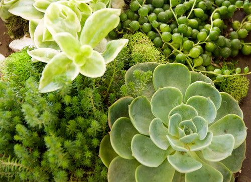 Succulents