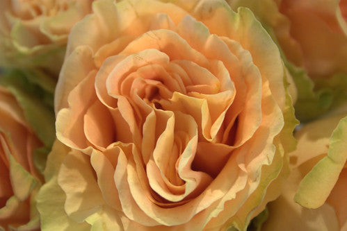 Feature Flower – Peach Finess