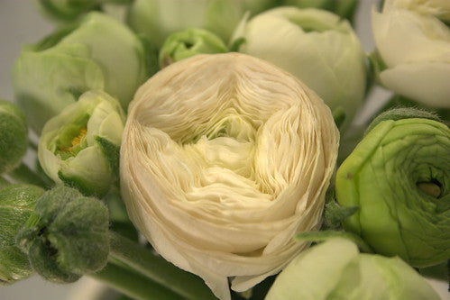 Feature Flower – Ranunculus