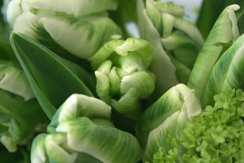 Feature Flower – Parrot Tulips!
