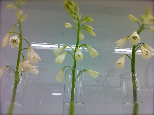 Feature flower – Acidanthea