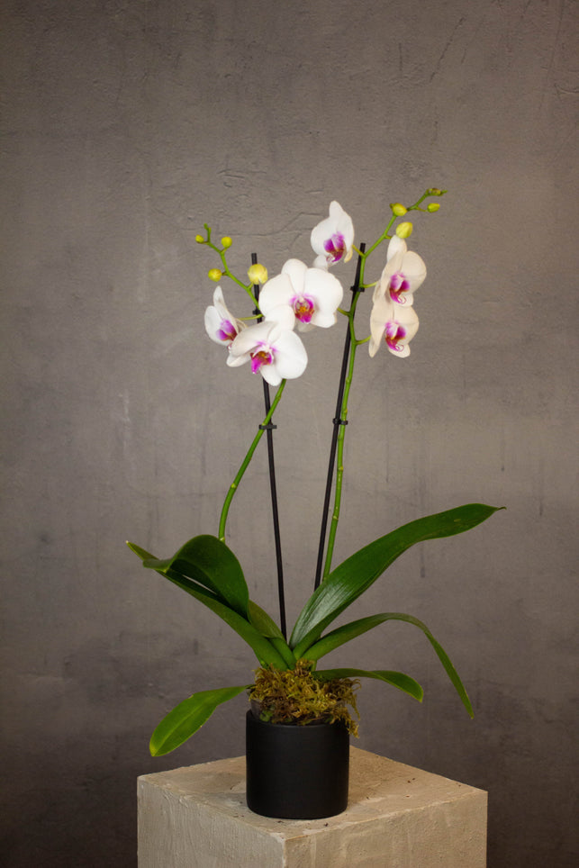 Phalaenopsis Orchids