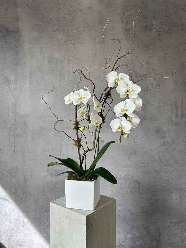 Classic White Orchid - Double Stem