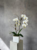 files/Double_Stem_White_Orchid.jpg
