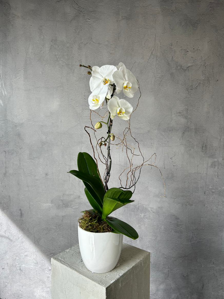 Classic White Orchid - Single Stem